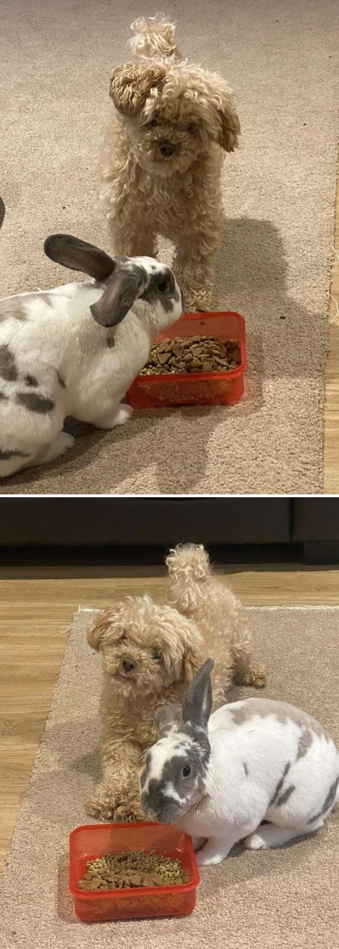 97 Photos Of Animal Friendships To Give You The “Heart Eyes” 97 Photos Of Animal Friendships To Give You The “Heart Eyes”