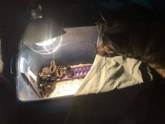 97 Photos Of Animal Friendships To Give You The “Heart Eyes” 97 Photos Of Animal Friendships To Give You The “Heart Eyes”