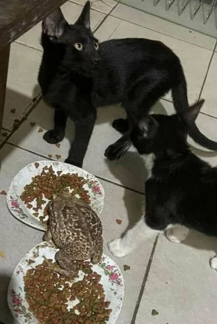 97 Photos Of Animal Friendships To Give You The “Heart Eyes” 97 Photos Of Animal Friendships To Give You The “Heart Eyes”