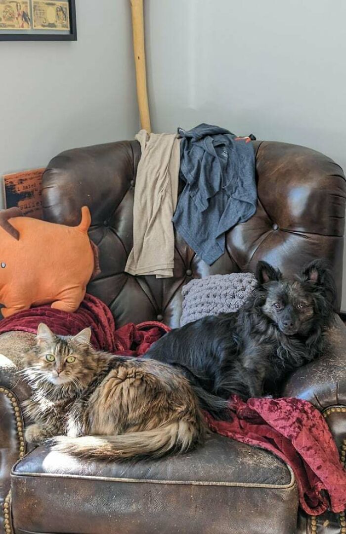 97 Photos Of Animal Friendships To Give You The “Heart Eyes” 97 Photos Of Animal Friendships To Give You The “Heart Eyes”