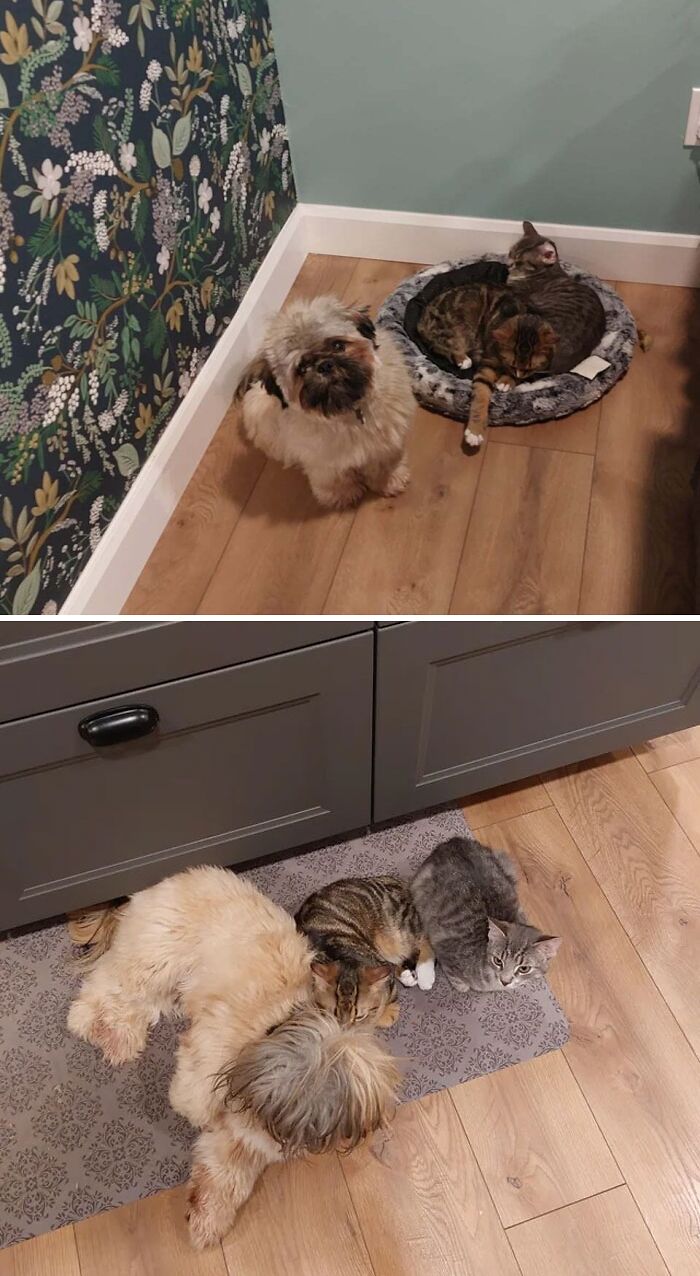 97 Photos Of Animal Friendships To Give You The “Heart Eyes” 97 Photos Of Animal Friendships To Give You The “Heart Eyes”