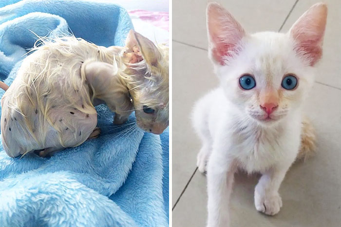 50 People Share How Their Beloved Cats Have Changed Since Being Adopted (New Pics) 50 People Share How Their Beloved Cats Have Changed Since Being Adopted (New Pics)