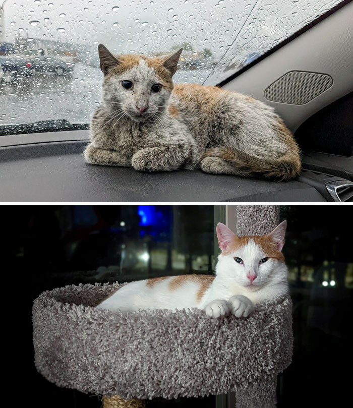 50 People Share How Their Beloved Cats Have Changed Since Being Adopted (New Pics) 50 People Share How Their Beloved Cats Have Changed Since Being Adopted (New Pics)