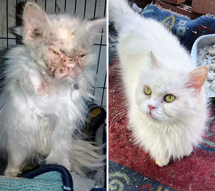 50 People Share How Their Beloved Cats Have Changed Since Being Adopted (New Pics) 50 People Share How Their Beloved Cats Have Changed Since Being Adopted (New Pics)