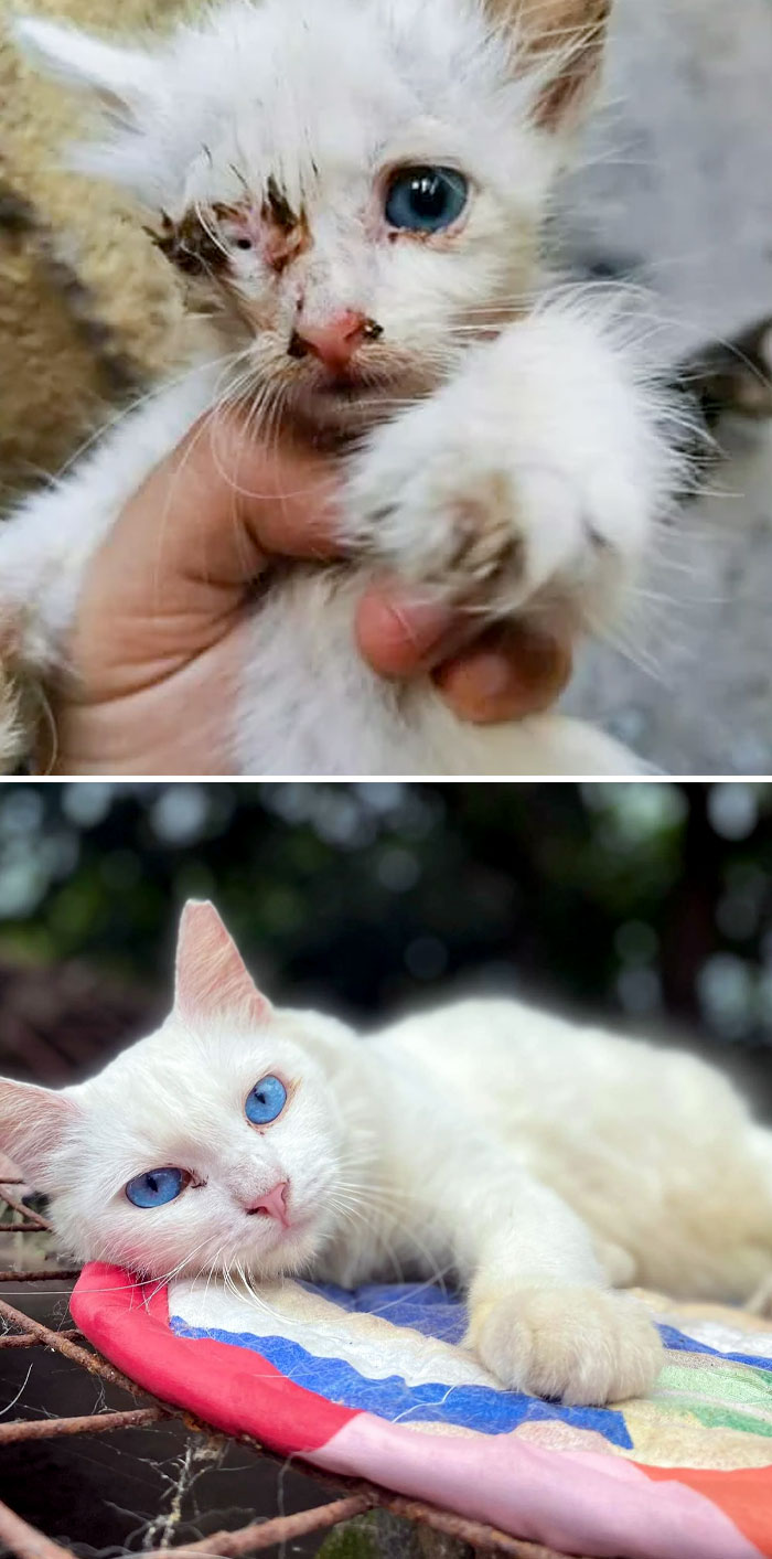 50 People Share How Their Beloved Cats Have Changed Since Being Adopted (New Pics) 50 People Share How Their Beloved Cats Have Changed Since Being Adopted (New Pics)