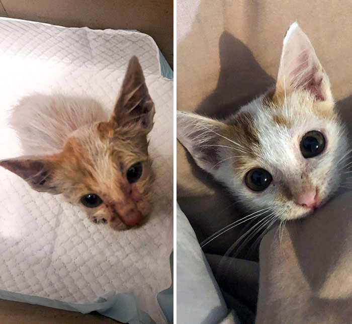 50 People Share How Their Beloved Cats Have Changed Since Being Adopted (New Pics) 50 People Share How Their Beloved Cats Have Changed Since Being Adopted (New Pics)