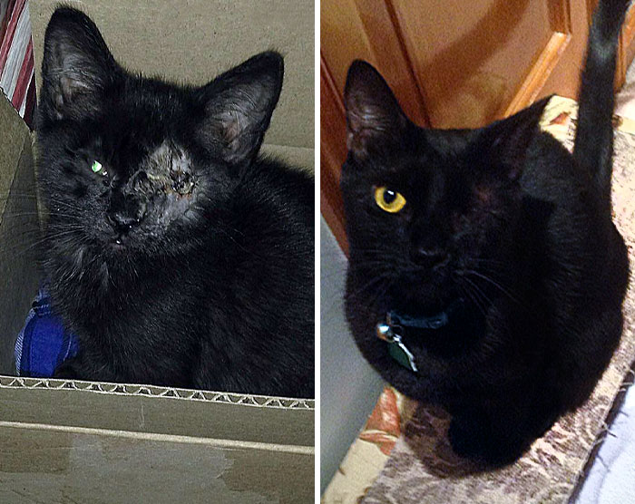 50 People Share How Their Beloved Cats Have Changed Since Being Adopted (New Pics) 50 People Share How Their Beloved Cats Have Changed Since Being Adopted (New Pics)