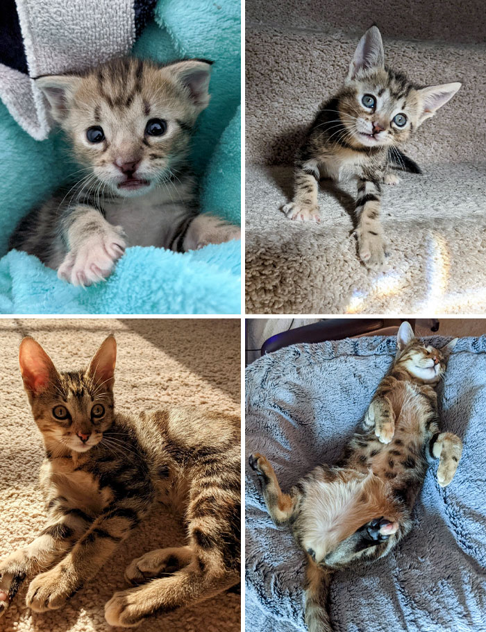 50 People Share How Their Beloved Cats Have Changed Since Being Adopted (New Pics) 50 People Share How Their Beloved Cats Have Changed Since Being Adopted (New Pics)