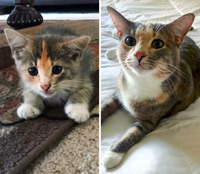 50 People Share How Their Beloved Cats Have Changed Since Being Adopted (New Pics) 50 People Share How Their Beloved Cats Have Changed Since Being Adopted (New Pics)
