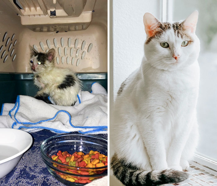 50 People Share How Their Beloved Cats Have Changed Since Being Adopted (New Pics) 50 People Share How Their Beloved Cats Have Changed Since Being Adopted (New Pics)