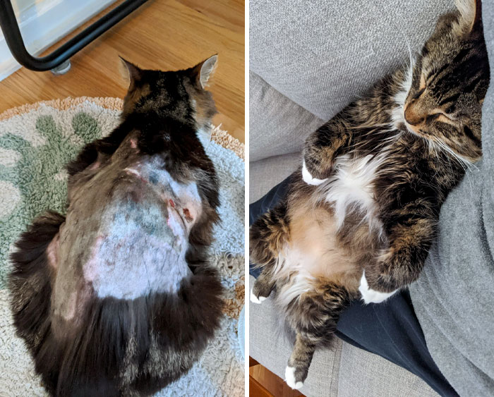 50 People Share How Their Beloved Cats Have Changed Since Being Adopted (New Pics) 50 People Share How Their Beloved Cats Have Changed Since Being Adopted (New Pics)