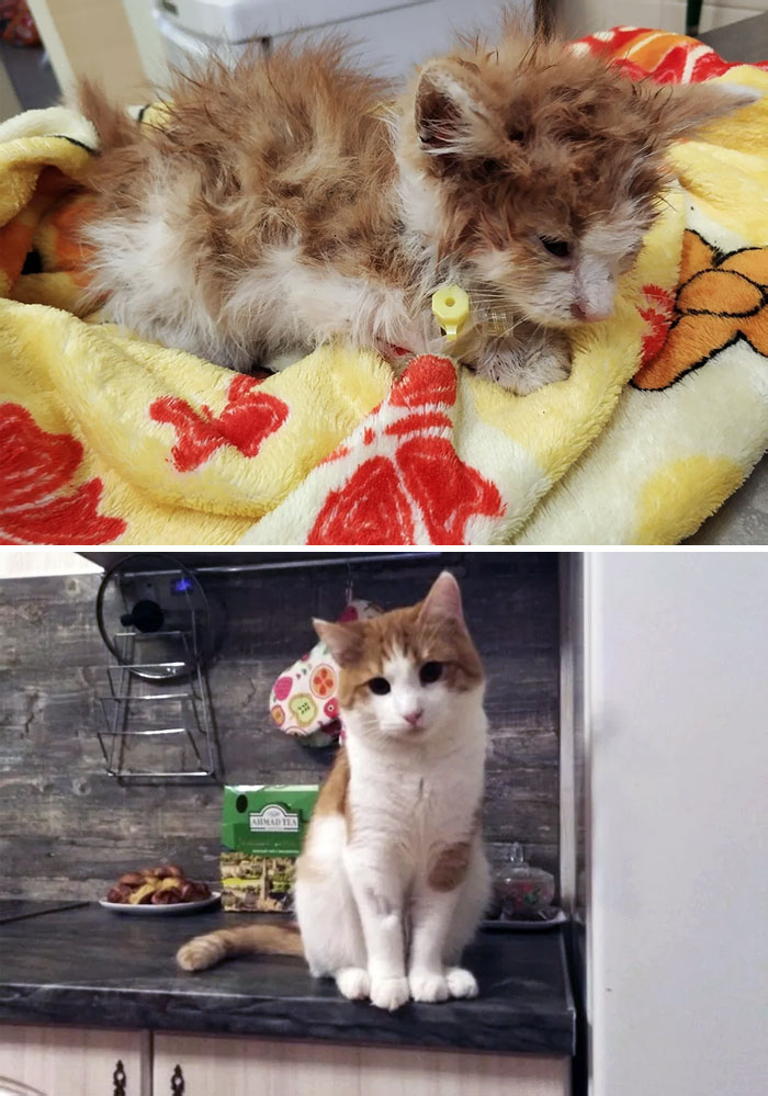 50 People Share How Their Beloved Cats Have Changed Since Being Adopted (New Pics) 50 People Share How Their Beloved Cats Have Changed Since Being Adopted (New Pics)