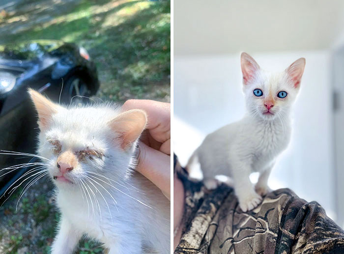 50 People Share How Their Beloved Cats Have Changed Since Being Adopted (New Pics) 50 People Share How Their Beloved Cats Have Changed Since Being Adopted (New Pics)
