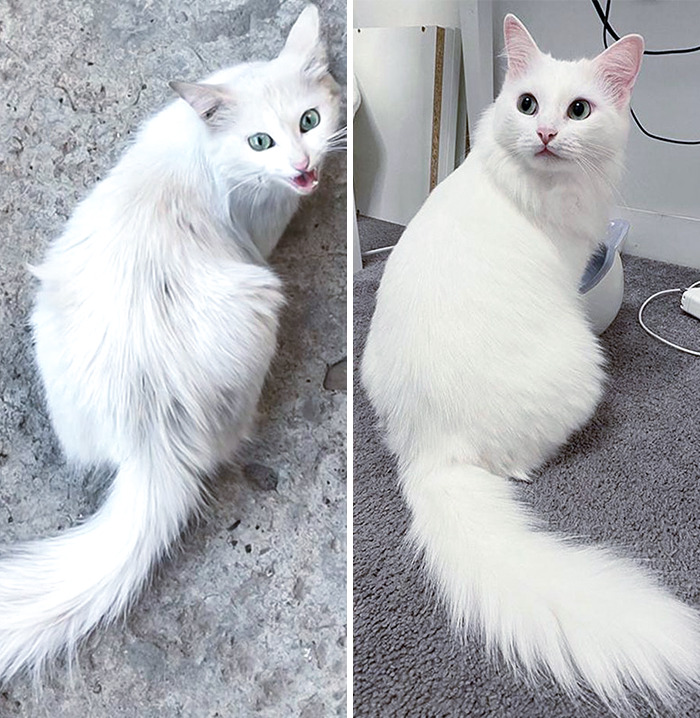 50 People Share How Their Beloved Cats Have Changed Since Being Adopted (New Pics) 50 People Share How Their Beloved Cats Have Changed Since Being Adopted (New Pics)