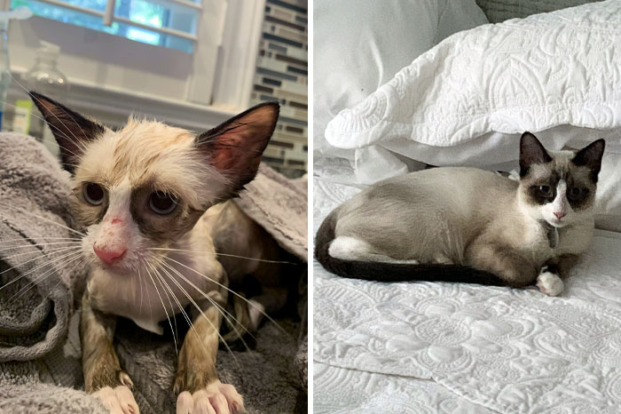 50 People Share How Their Beloved Cats Have Changed Since Being Adopted (New Pics) 50 People Share How Their Beloved Cats Have Changed Since Being Adopted (New Pics)