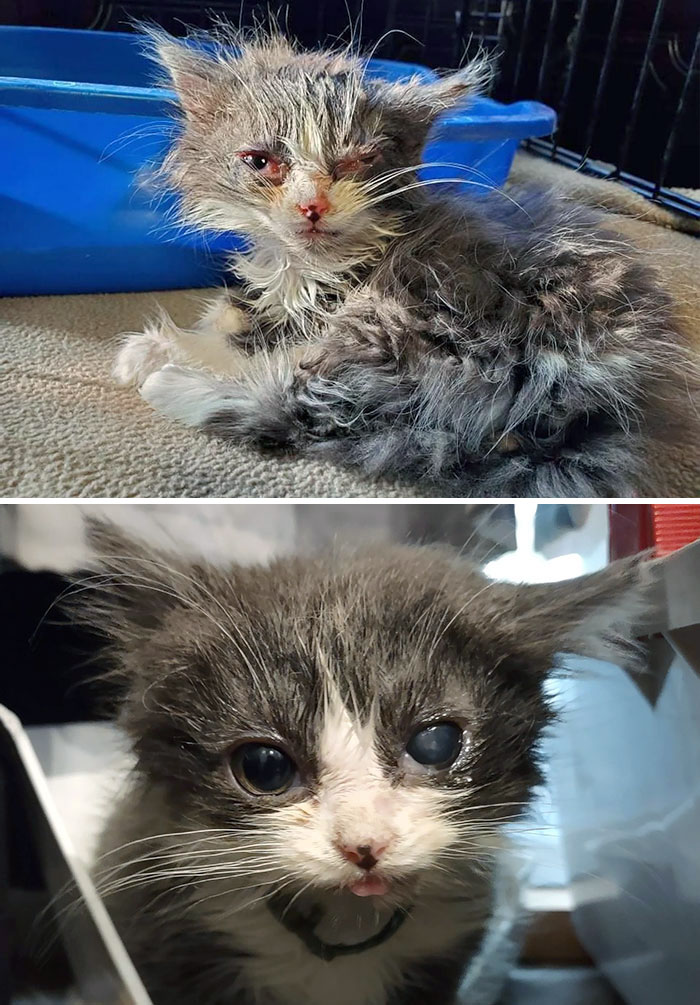 50 People Share How Their Beloved Cats Have Changed Since Being Adopted (New Pics) 50 People Share How Their Beloved Cats Have Changed Since Being Adopted (New Pics)