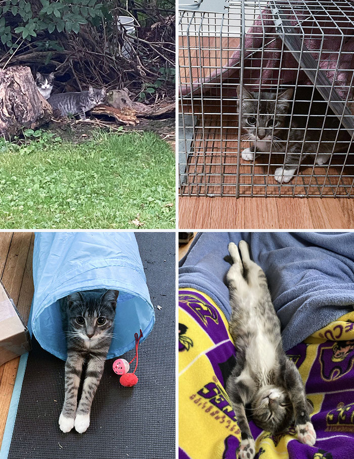 50 People Share How Their Beloved Cats Have Changed Since Being Adopted (New Pics) 50 People Share How Their Beloved Cats Have Changed Since Being Adopted (New Pics)