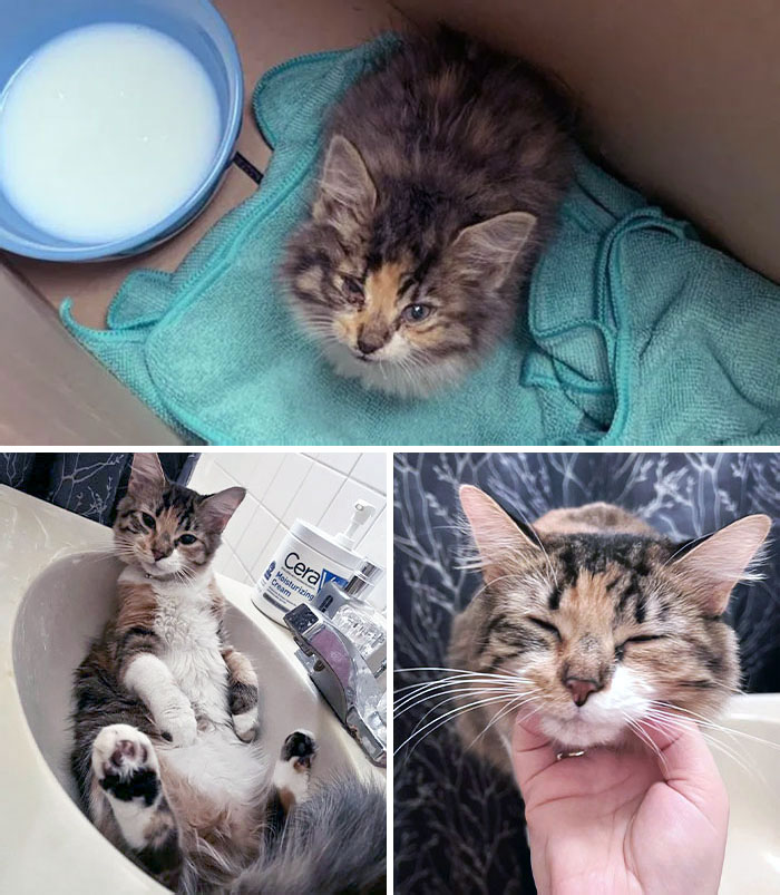 50 People Share How Their Beloved Cats Have Changed Since Being Adopted (New Pics) 50 People Share How Their Beloved Cats Have Changed Since Being Adopted (New Pics)