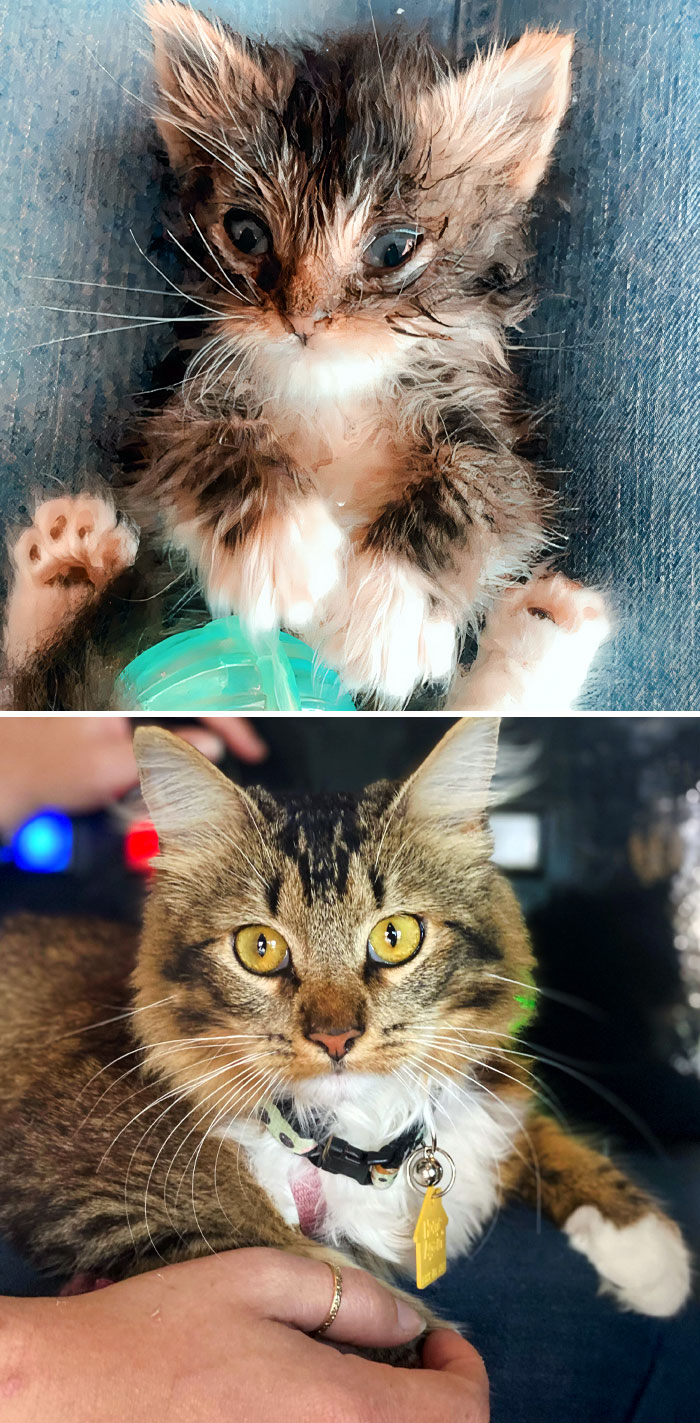 50 People Share How Their Beloved Cats Have Changed Since Being Adopted (New Pics) 50 People Share How Their Beloved Cats Have Changed Since Being Adopted (New Pics)