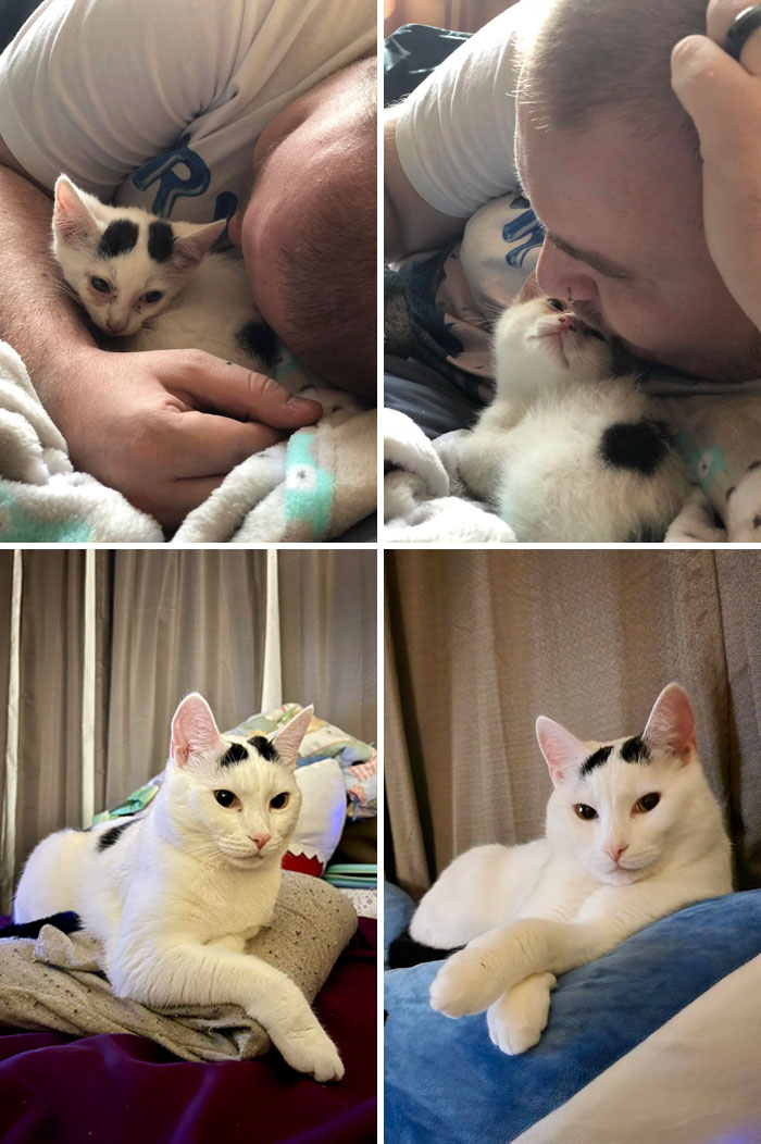 50 People Share How Their Beloved Cats Have Changed Since Being Adopted (New Pics) 50 People Share How Their Beloved Cats Have Changed Since Being Adopted (New Pics)