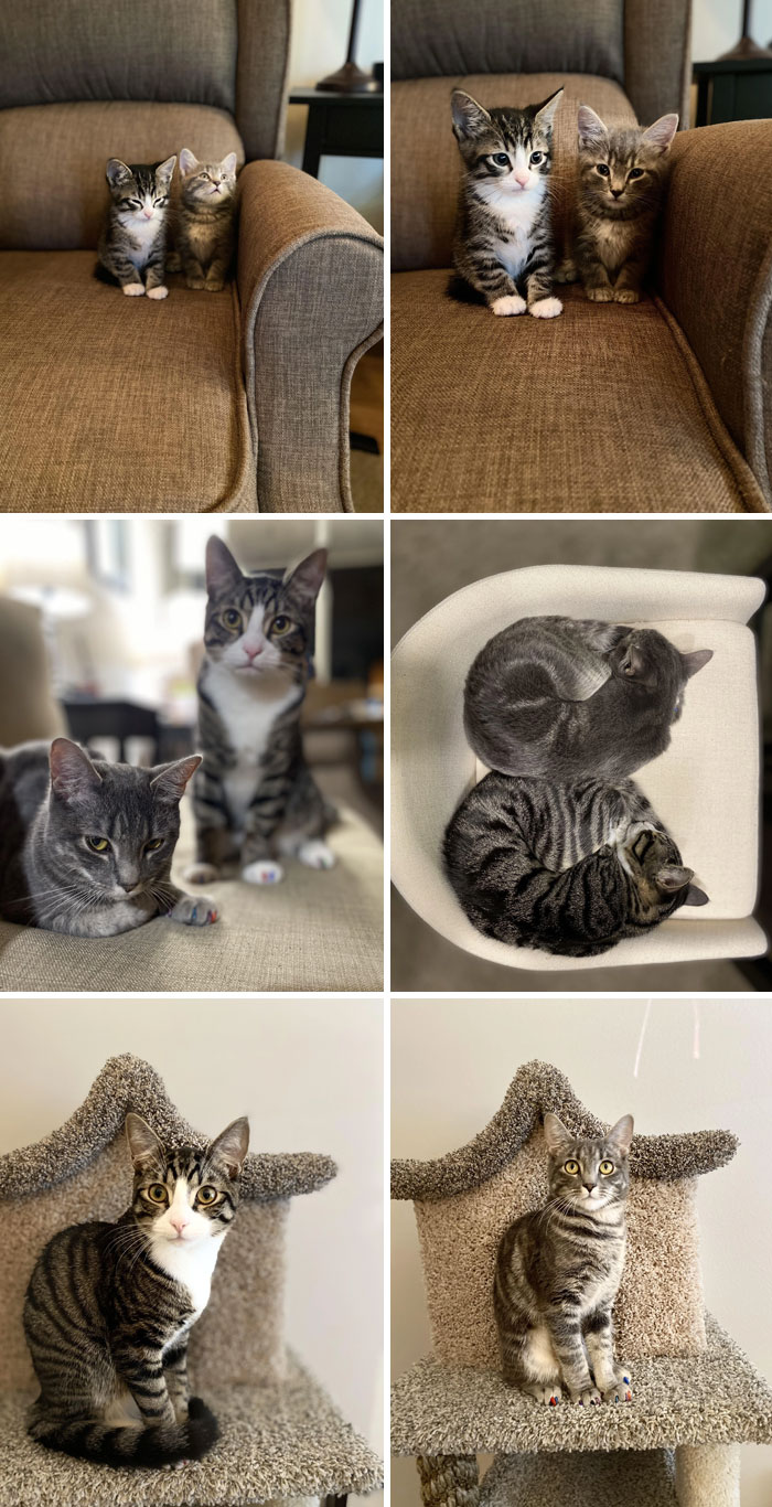 50 People Share How Their Beloved Cats Have Changed Since Being Adopted (New Pics) 50 People Share How Their Beloved Cats Have Changed Since Being Adopted (New Pics)