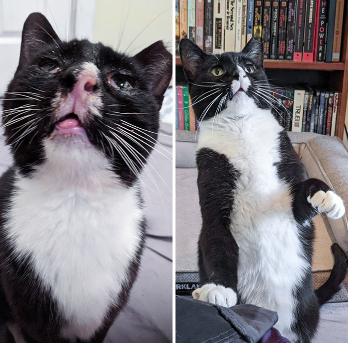 50 People Share How Their Beloved Cats Have Changed Since Being Adopted (New Pics) 50 People Share How Their Beloved Cats Have Changed Since Being Adopted (New Pics)