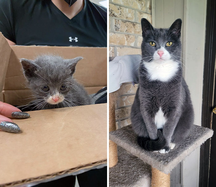 50 People Share How Their Beloved Cats Have Changed Since Being Adopted (New Pics) 50 People Share How Their Beloved Cats Have Changed Since Being Adopted (New Pics)