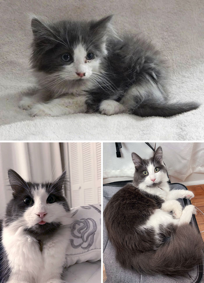 50 People Share How Their Beloved Cats Have Changed Since Being Adopted (New Pics) 50 People Share How Their Beloved Cats Have Changed Since Being Adopted (New Pics)