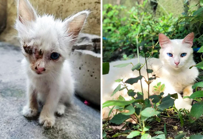 50 People Share How Their Beloved Cats Have Changed Since Being Adopted (New Pics) 50 People Share How Their Beloved Cats Have Changed Since Being Adopted (New Pics)