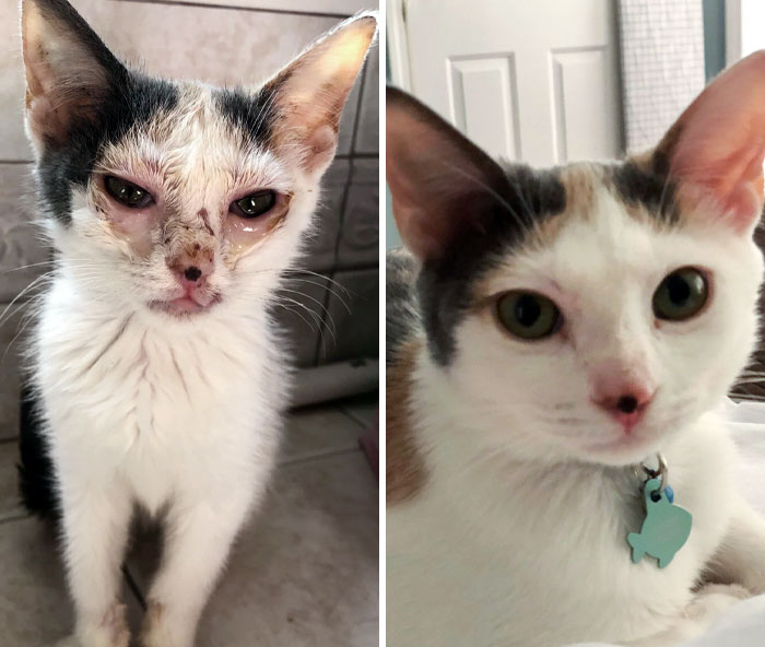 50 People Share How Their Beloved Cats Have Changed Since Being Adopted (New Pics) 50 People Share How Their Beloved Cats Have Changed Since Being Adopted (New Pics)