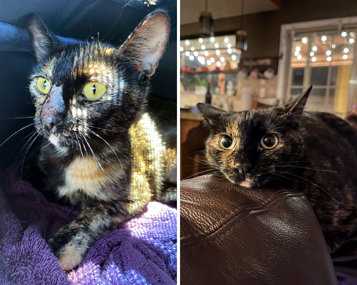 50 People Share How Their Beloved Cats Have Changed Since Being Adopted (New Pics) 50 People Share How Their Beloved Cats Have Changed Since Being Adopted (New Pics)
