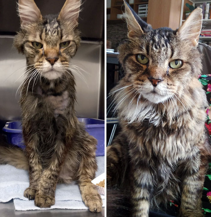 50 People Share How Their Beloved Cats Have Changed Since Being Adopted (New Pics) 50 People Share How Their Beloved Cats Have Changed Since Being Adopted (New Pics)