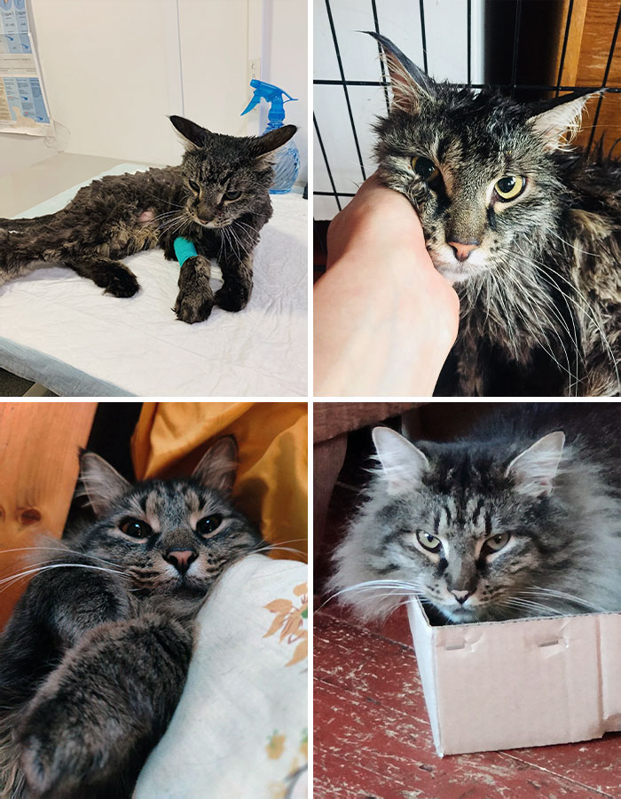 50 People Share How Their Beloved Cats Have Changed Since Being Adopted (New Pics) 50 People Share How Their Beloved Cats Have Changed Since Being Adopted (New Pics)