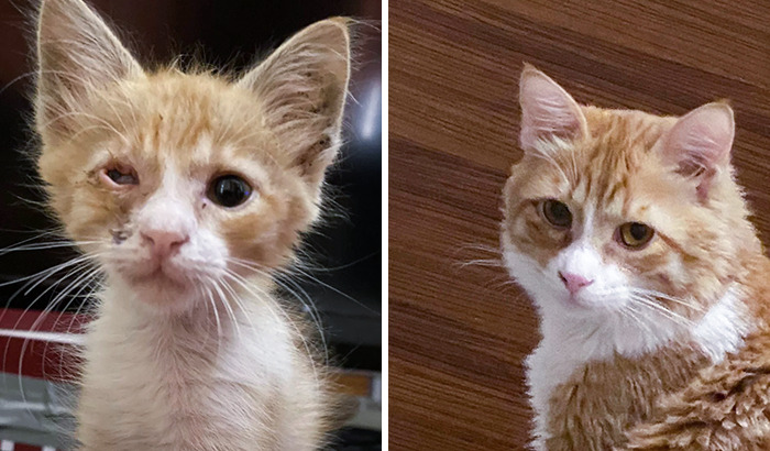 50 People Share How Their Beloved Cats Have Changed Since Being Adopted (New Pics) 50 People Share How Their Beloved Cats Have Changed Since Being Adopted (New Pics)