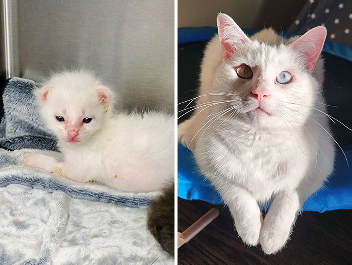 50 People Share How Their Beloved Cats Have Changed Since Being Adopted (New Pics) 50 People Share How Their Beloved Cats Have Changed Since Being Adopted (New Pics)