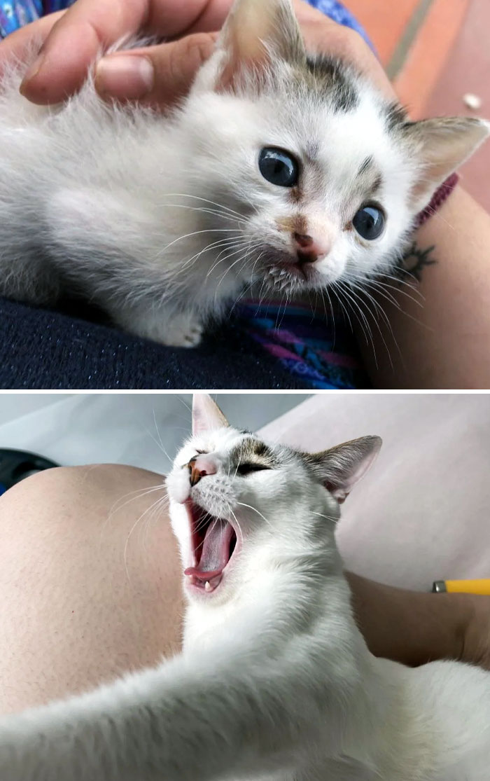 50 People Share How Their Beloved Cats Have Changed Since Being Adopted (New Pics) 50 People Share How Their Beloved Cats Have Changed Since Being Adopted (New Pics)