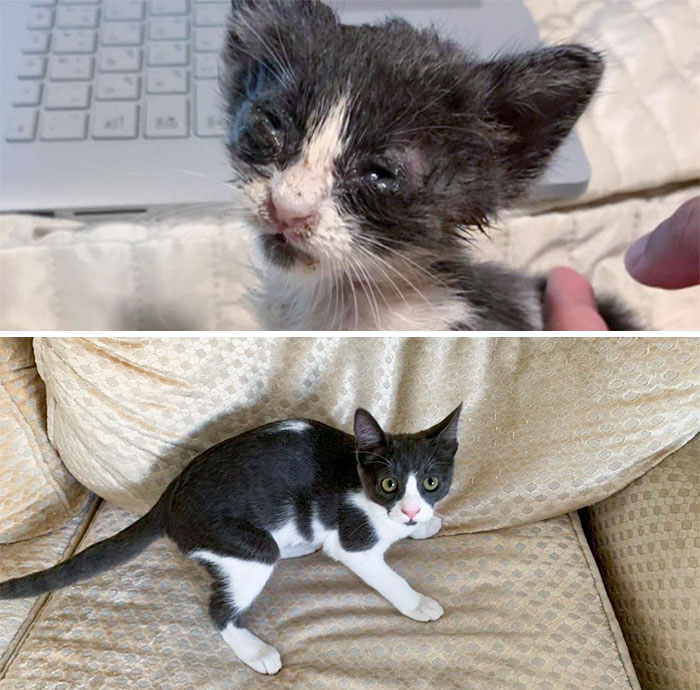 50 People Share How Their Beloved Cats Have Changed Since Being Adopted (New Pics) 50 People Share How Their Beloved Cats Have Changed Since Being Adopted (New Pics)
