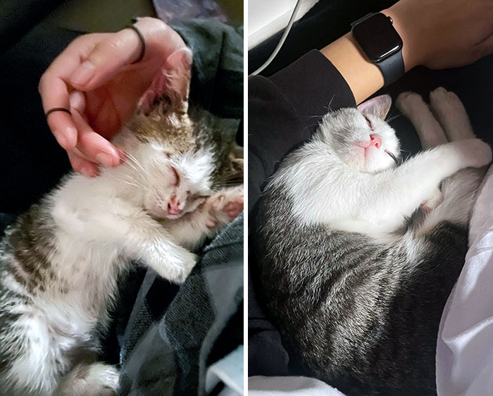 50 People Share How Their Beloved Cats Have Changed Since Being Adopted (New Pics) 50 People Share How Their Beloved Cats Have Changed Since Being Adopted (New Pics)