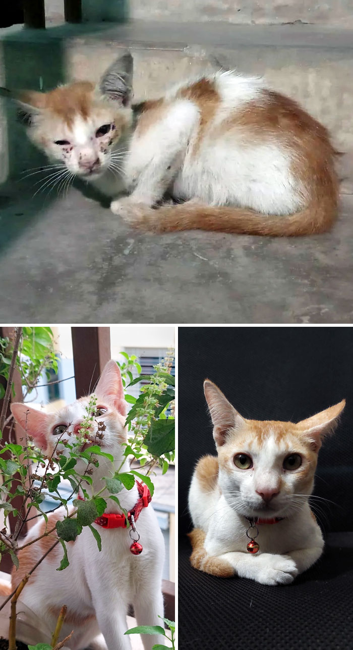 50 People Share How Their Beloved Cats Have Changed Since Being Adopted (New Pics) 50 People Share How Their Beloved Cats Have Changed Since Being Adopted (New Pics)