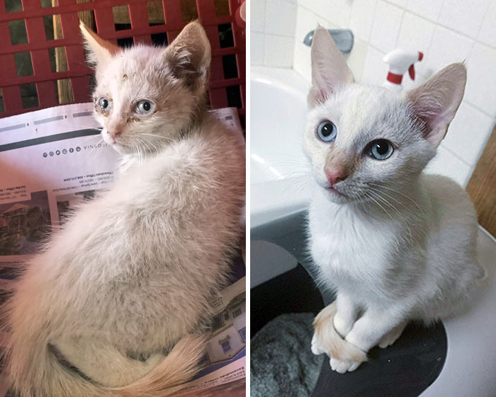 50 People Share How Their Beloved Cats Have Changed Since Being Adopted (New Pics) 50 People Share How Their Beloved Cats Have Changed Since Being Adopted (New Pics)