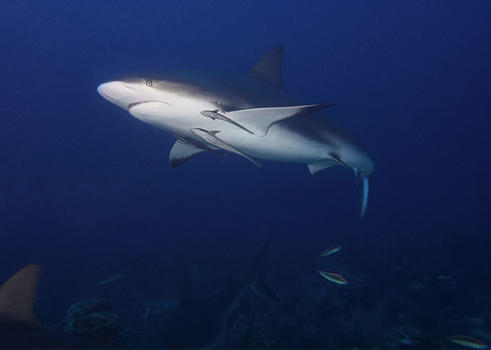 “What’s A Time Where Trusting Your Gut Quite Literally Saved Your Life?”: 30 People Share “What’s A Time Where Trusting Your Gut Quite Literally Saved Your Life?”: 30 People Share