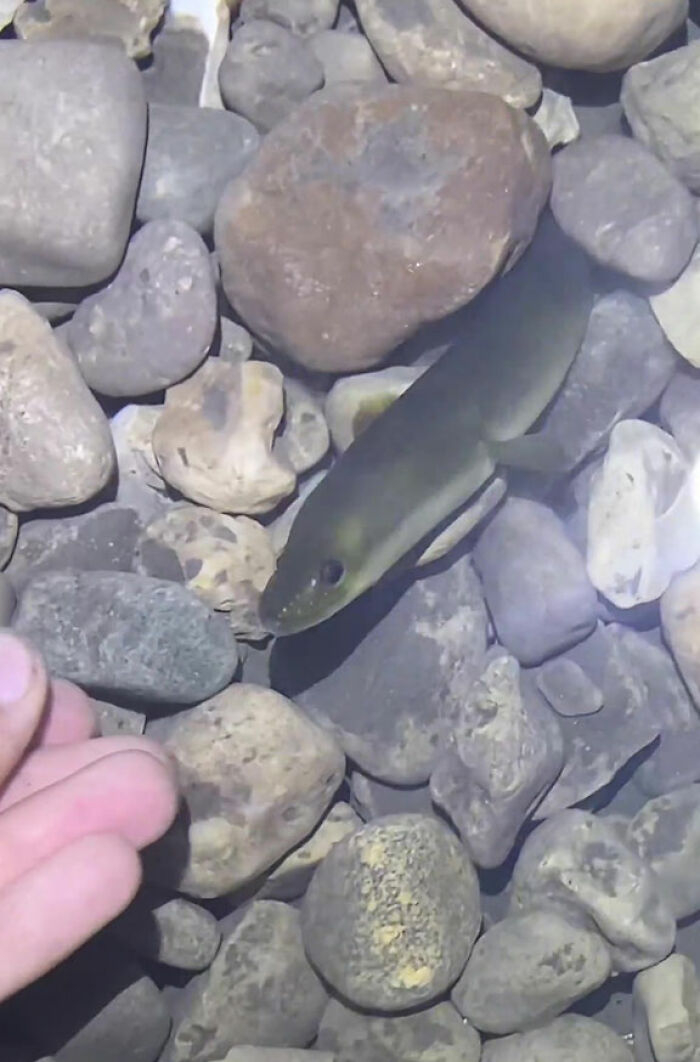 This Man Has An &#8220;Eel Pit&#8221; Under His Home And It&#8217;s Making The Internet Lose Its Mind