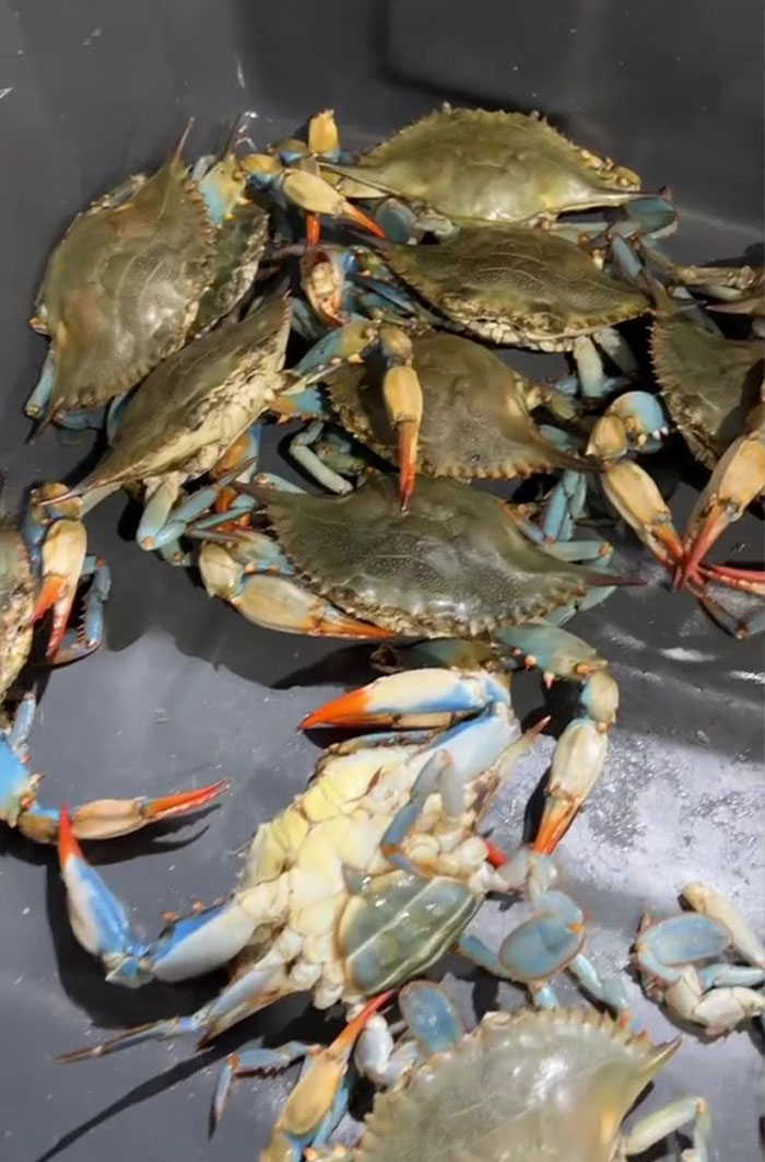 This Man Has An &#8220;Eel Pit&#8221; Under His Home And It&#8217;s Making The Internet Lose Its Mind