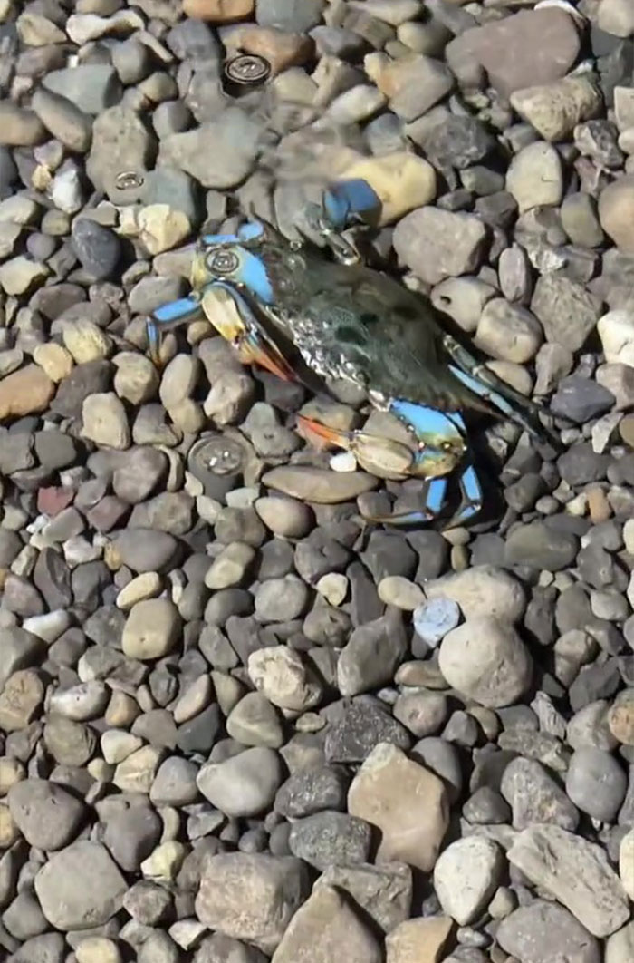 This Man Has An &#8220;Eel Pit&#8221; Under His Home And It&#8217;s Making The Internet Lose Its Mind