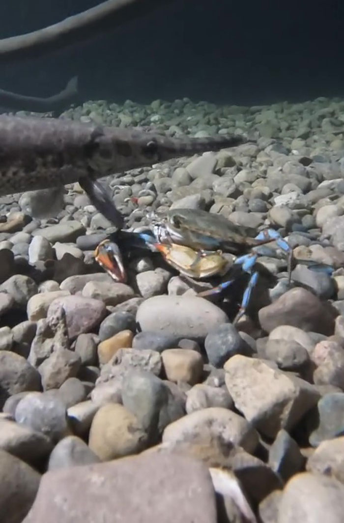 This Man Has An &#8220;Eel Pit&#8221; Under His Home And It&#8217;s Making The Internet Lose Its Mind