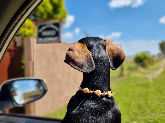 I Wrote A Children’s Book About My Dog Named Vinkie I Wrote A Children’s Book About My Dog Named Vinkie