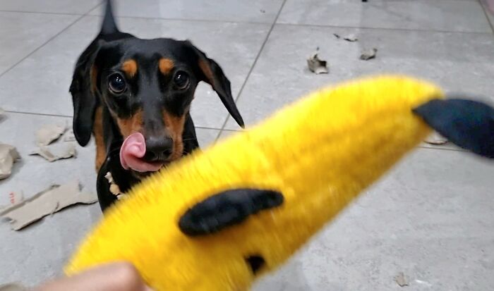 I Wrote A Children’s Book About My Dog Named Vinkie I Wrote A Children’s Book About My Dog Named Vinkie