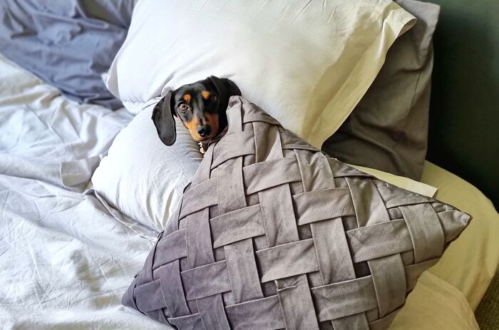 I Wrote A Children’s Book About My Dog Named Vinkie I Wrote A Children’s Book About My Dog Named Vinkie