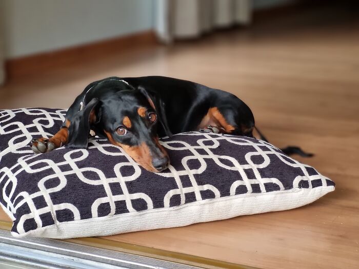 I Wrote A Children’s Book About My Dog Named Vinkie I Wrote A Children’s Book About My Dog Named Vinkie