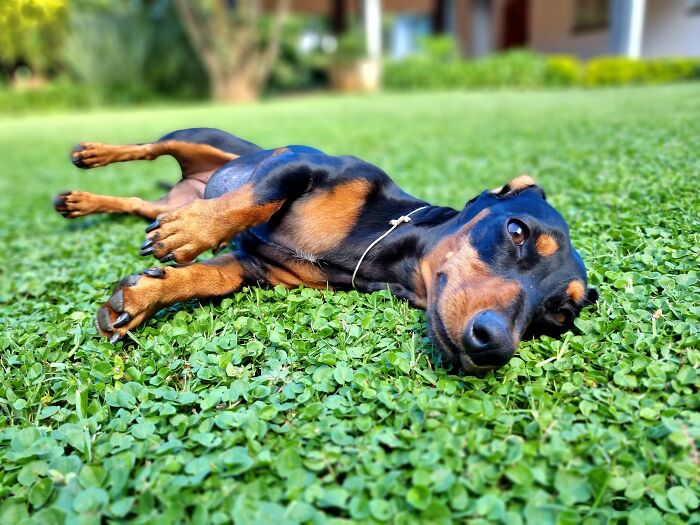 I Wrote A Children’s Book About My Dog Named Vinkie I Wrote A Children’s Book About My Dog Named Vinkie